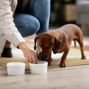 Pet Nutrition Workshop